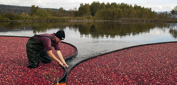 Photo of a cranberry harvest