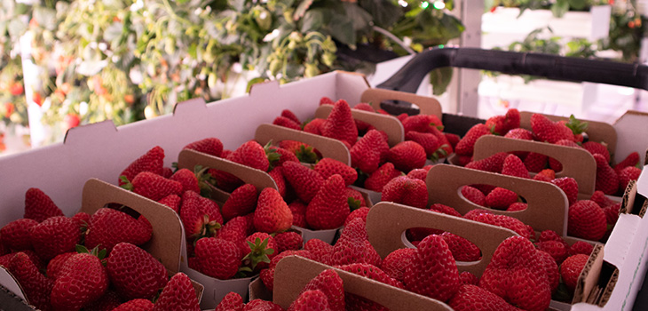 Photo of winter strawberries grown in greenhouses