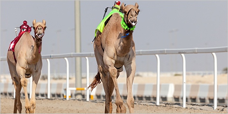 Photo de chameaux de course
