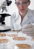 Photo d’une chercheuse dans un laboratoire examinant des céréales au microscope