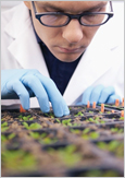 Photo of a scientist studying experimental seedlings