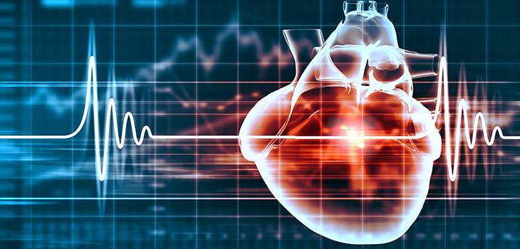 Image virtuelle du coeur humain avec cardiogramme