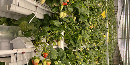 Photo de fraises en culture verticale