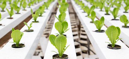 Photo of seedlings in a hydroponic greenhouse