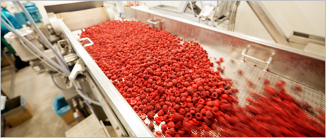 Photo de framboises rouges dans une trieuse industrielle