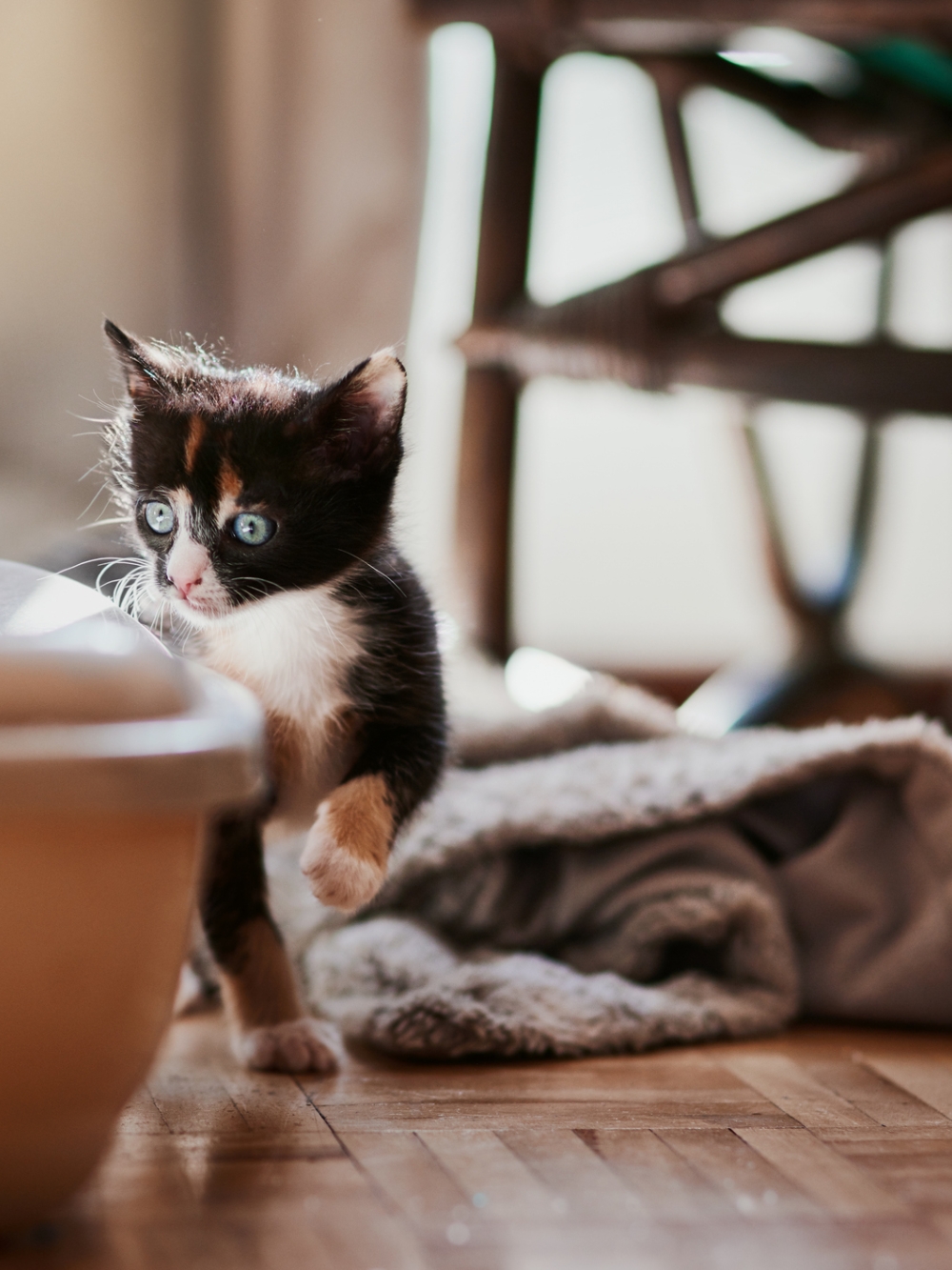 Un chat se trouve devant sa litière