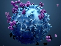 Illustration 3D d’une cellule bleue avec des structures moléculaires violettes et noires fixées à sa surface.