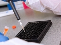 Main en gants bleus utilisant une micropipette pour déposer un liquide dans une plaque de microtitration noire, sur une surface de laboratoire avec un tube à échantillon orange et un bouchon à proximité.